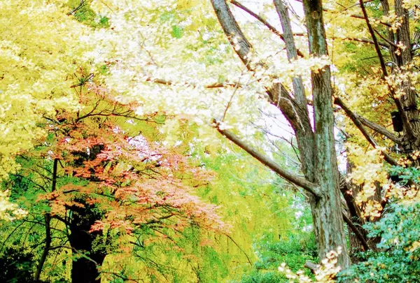 根津神社の写真・動画_image_105109