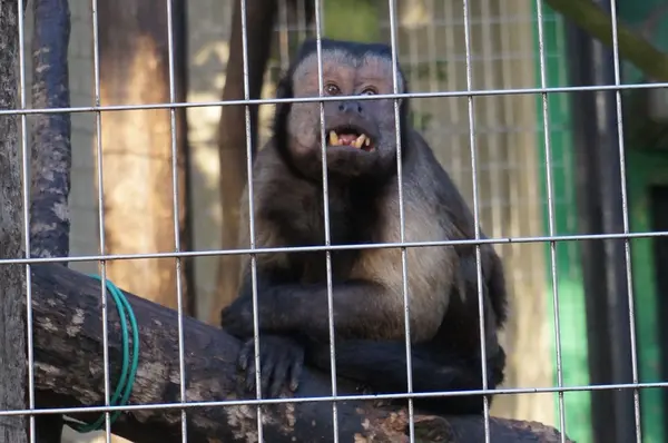 千葉市動物公園の写真・動画_image_105148