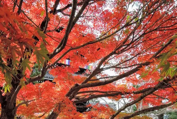 金戒光明寺の写真・動画_image_105168