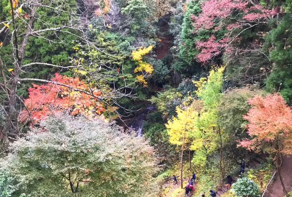 幻の滝の写真・動画_image_105174