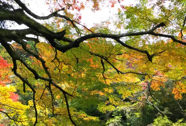 粟又ノ滝の写真・動画_image_105187