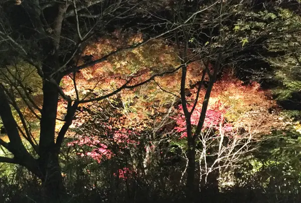 粟又ノ滝の写真・動画_image_105193