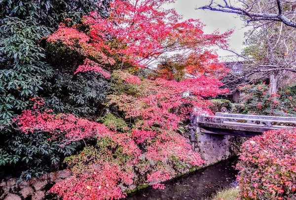 哲学の道の写真・動画_image_105220