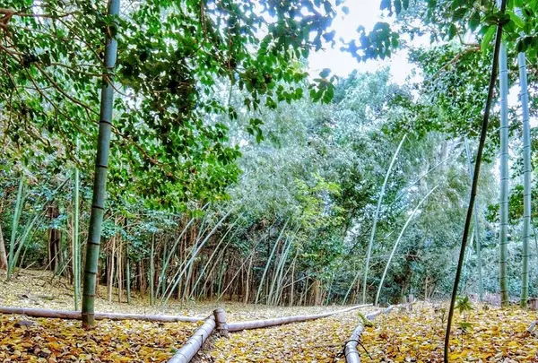 法然院の写真・動画_image_105250