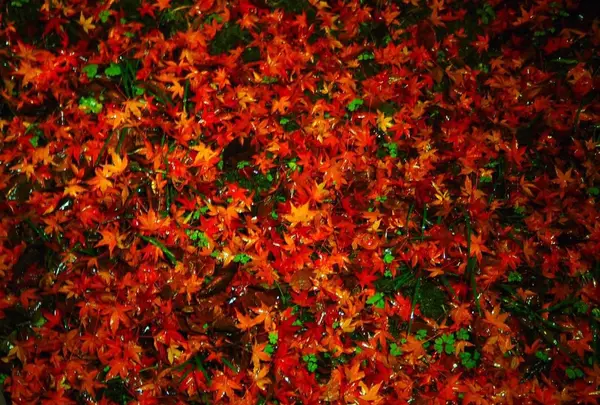 兼六園の写真・動画_image_105267