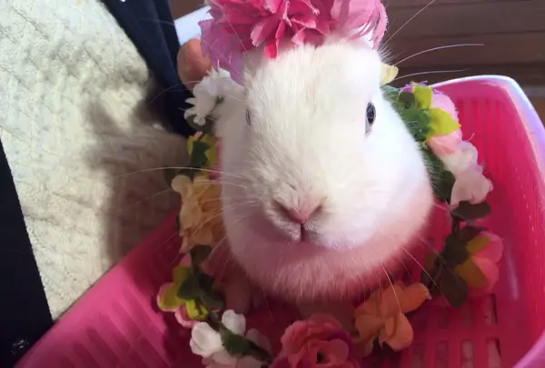 伊香保グリーン牧場の写真・動画_image_105279