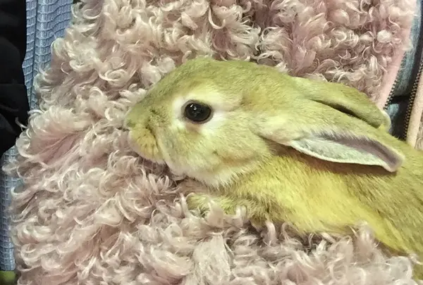 ふれあいコーナーも♡