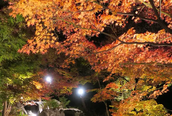 白鳥庭園の写真・動画_image_105777