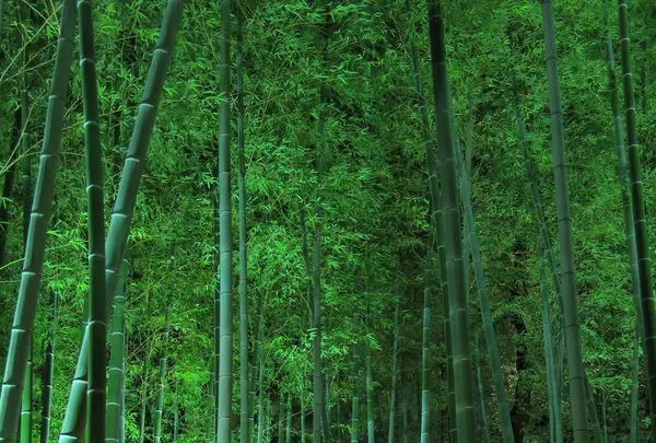 白鳥庭園の写真・動画_image_105778