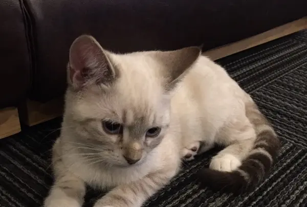 猫カフェ 猫の王様 川口店の写真・動画_image_105887