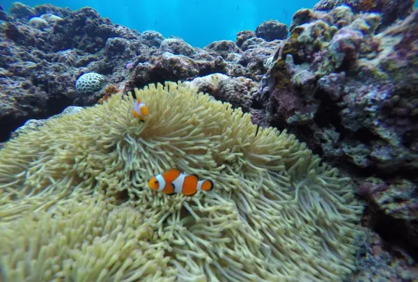 青の洞窟の写真・動画_image_105907