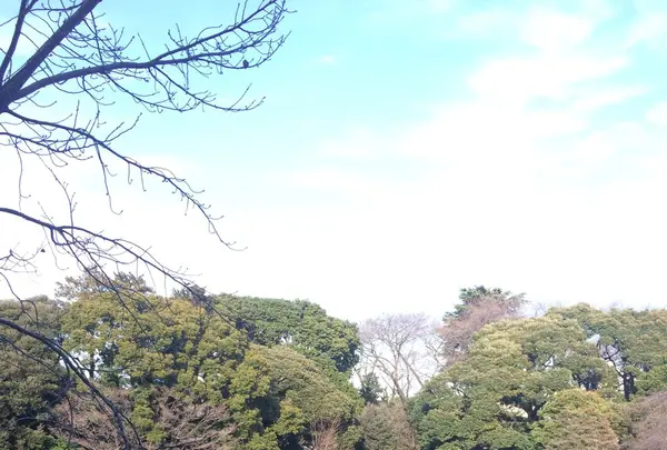 旧古河庭園の写真・動画_image_106149