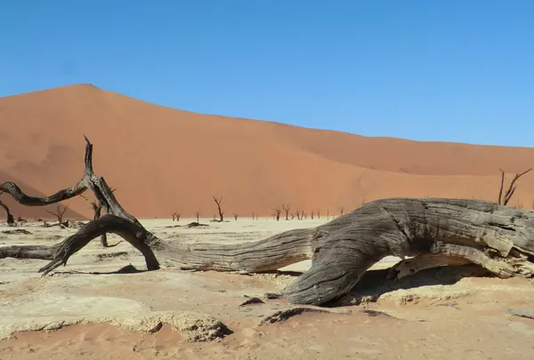 ナミブ砂漠の写真・動画_image_106161