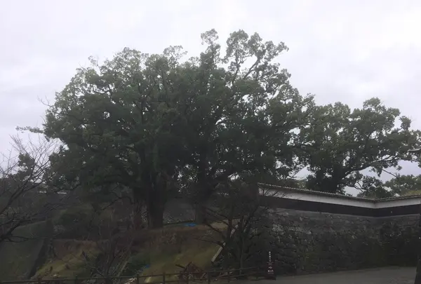 熊本城の写真・動画_image_106198