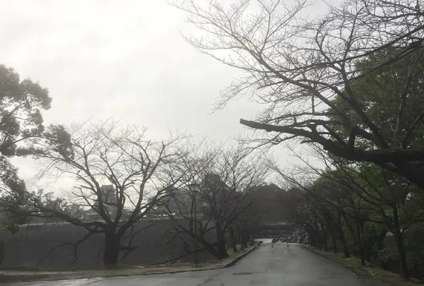 熊本城の写真・動画_image_106201