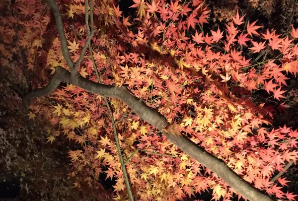 長谷寺の写真・動画_image_106361