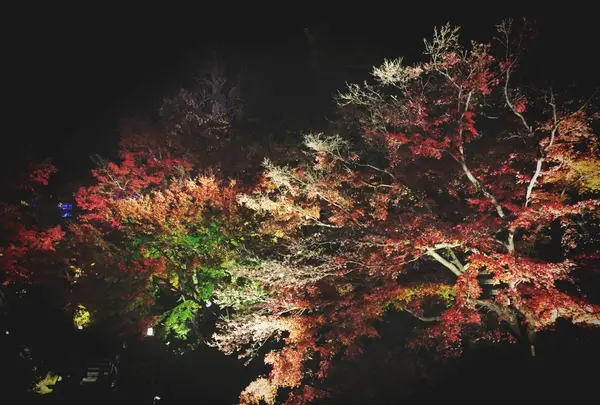 長谷寺の写真・動画_image_106362