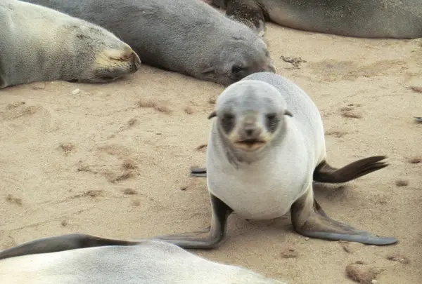 ケープ・クロスの写真・動画_image_106381