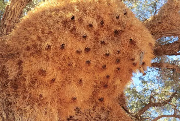 ナミブ砂漠　大西洋岸の写真・動画_image_106389