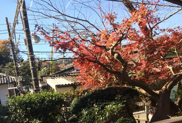 香下庵茶屋の写真・動画_image_106419