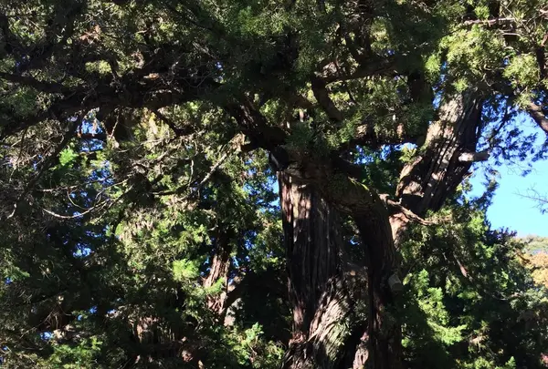 建長寺の写真・動画_image_106421