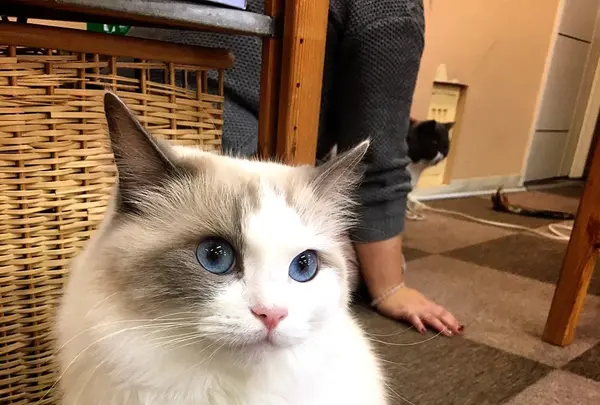 Cat Cafe ねころびの写真・動画_image_106594