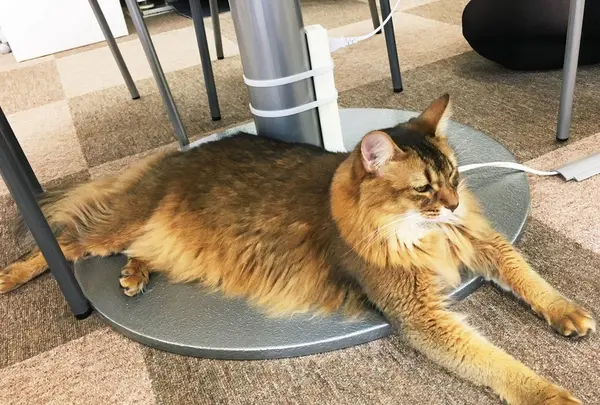 Cat Cafe ねころびの写真・動画_image_106595