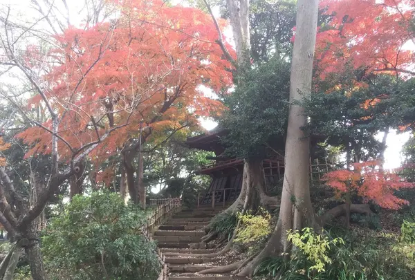真間山弘法寺の写真・動画_image_106625