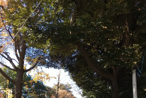 鬼子母神堂の写真・動画_image_106742