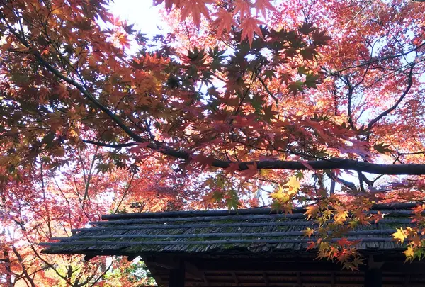 旧朝倉家住宅の写真・動画_image_106778