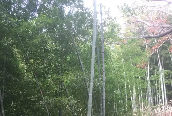 多摩自然遊歩道の写真・動画_image_106880