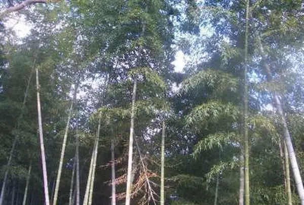 上宮天満宮の写真・動画_image_106936