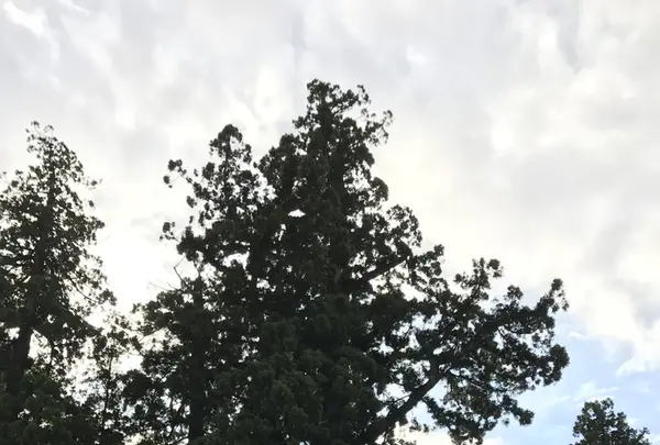 清澄寺の写真・動画_image_106956