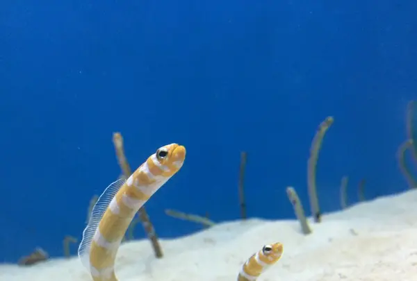 沖縄美ら海水族館の写真・動画_image_107425
