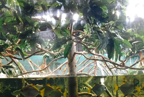 沖縄美ら海水族館の写真・動画_image_107426