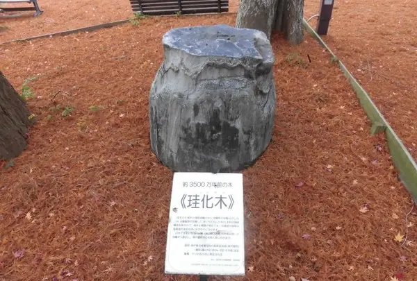 神戸市立須磨離宮公園の写真・動画_image_107498