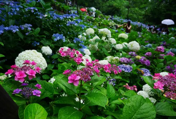 長谷寺の写真・動画_image_108077