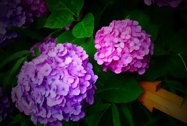 長谷寺の写真・動画_image_108078