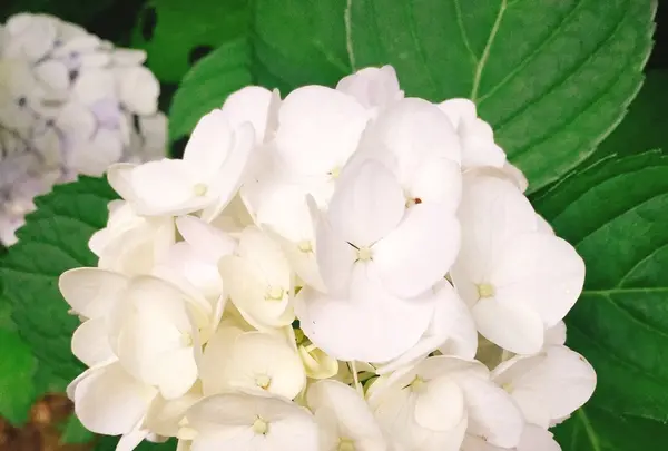 長谷寺の写真・動画_image_108081