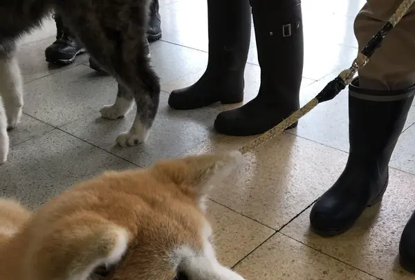 大館駅の写真・動画_image_108610