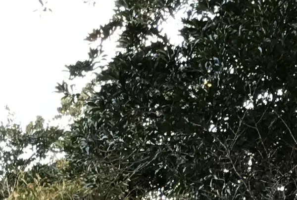 安房神社の写真・動画_image_108696