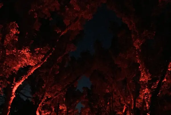 京都府立植物園の写真・動画_image_108767