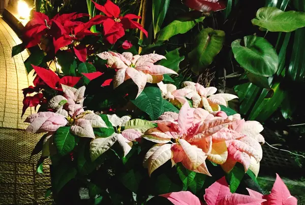 京都府立植物園の写真・動画_image_108768