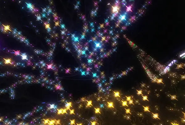 あしかがフラワーパークの写真・動画_image_108991