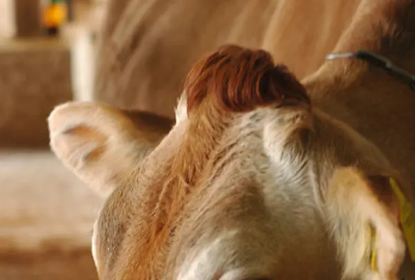 自然薯料理 やまたけの写真・動画_image_109515