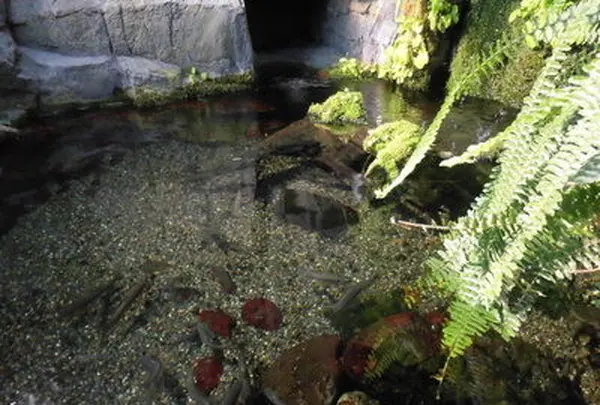 海遊館の写真・動画_image_109532