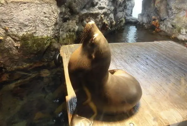 海遊館の写真・動画_image_109533