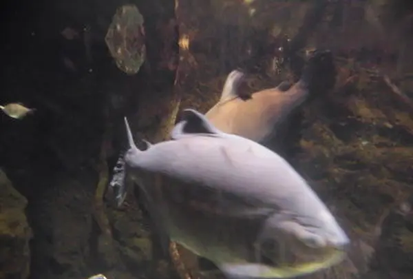 海遊館の写真・動画_image_109538