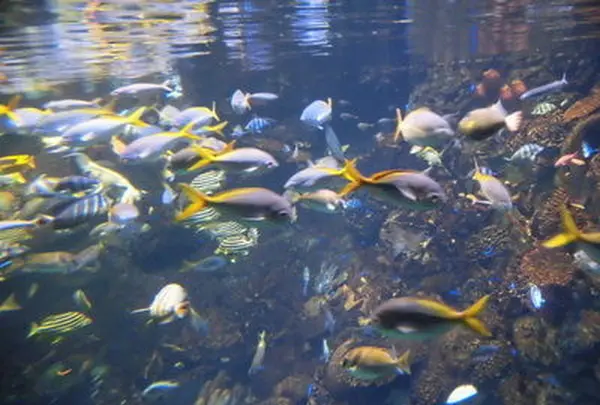 海遊館の写真・動画_image_109539