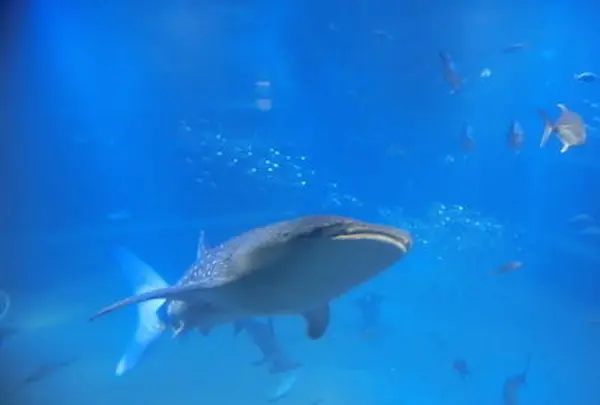 海遊館の写真・動画_image_109540